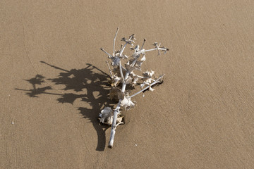 dry thistle plant on the beach sand