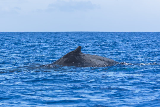 Humpback whale swimming in the Pacific Ocean, back of the whale diving 
