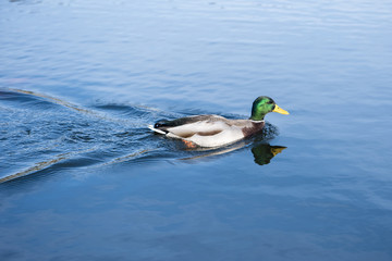 Mallard  ( Anas platyrhynchos)  on blue water background