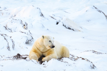 Obraz na płótnie Canvas Adult polar bear laying on a pile of snow and kelp, digging up kelp, in a frozen snow covered landscape, Hudson Bay, Manitoba, Canada 