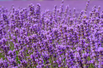 Obraz premium Kwiaty lawendy, zbliżenie.