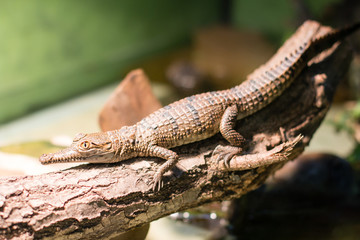 Mini-Kroko