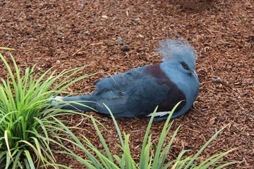 Gros oiseau bleu et pourpre