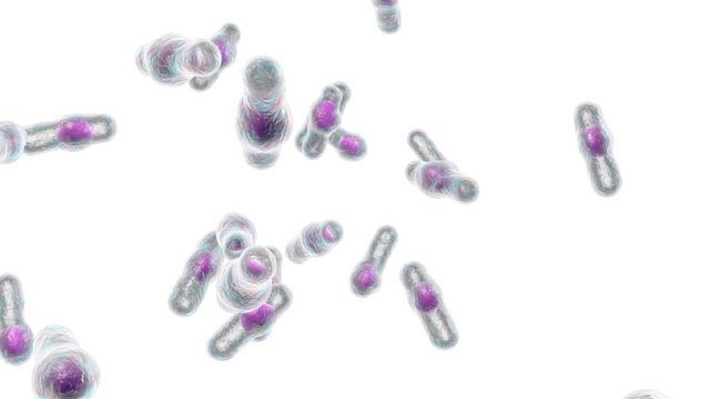 Clostridium difficile bacteria, 3D illustration. Spore-forming bacteria that cause pseudomembraneous colitis and are associated with nosocomial antibiotic resistance