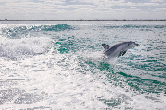 View of dolphin diving in sea