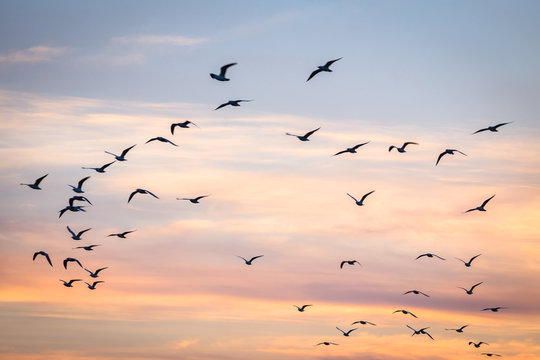Flock of birds flying in the sky, Australia
