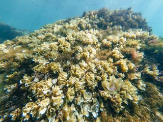 Naklejka na ściany i meble marine sponges and algae, the polyps on attale of sea