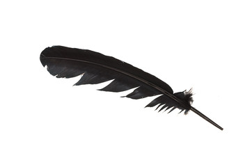 Black feather isolated in white background.