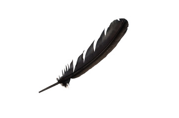 Black feather isolated in white background.