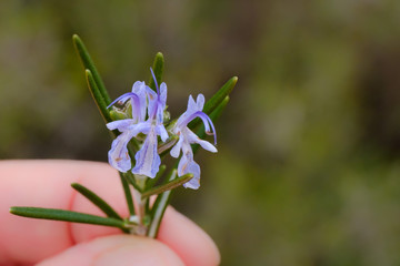 Fleurs de romarin macro.
