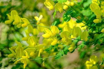 Fleurs de genêt