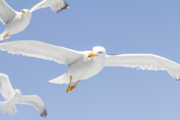 Obraz na płótnie Canvas Seagulls