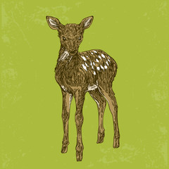 Young sika deer. Vintage style. Vector illustration.