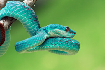 Close-up of a blue viper snake on a branch
