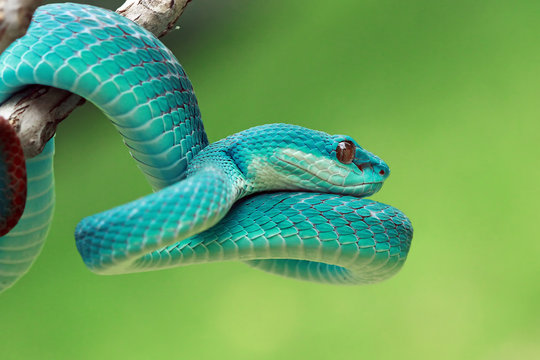 Close-up of a blue viper snake on a branch