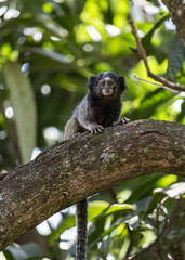 wild brazilian monkey on branch