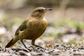 Rufous Hornero brazilian bird - João-de-barro brazilian bird