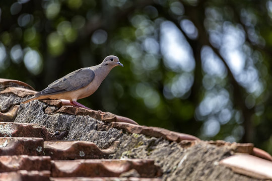 dove on the edge of the roof