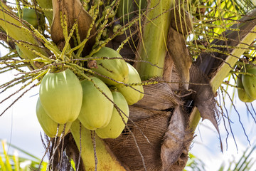 Brazilian green coconut on the coconut tree