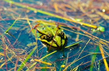 Teichfrosch / Wasserfrosch (Pelophylax kl. esculentus, Pelophylax esculentus oder Rana esculenta) schwimmt zwischen Pflanzen im Wasser eines Tümpels, Allertal, Niedersachsen, Deutschland, Europa 