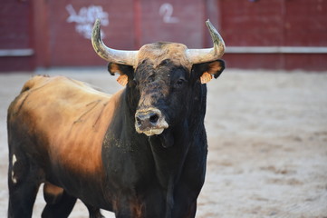 toreo en españa