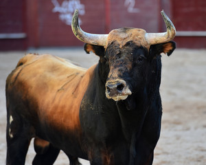 toreo en espa&ntilde;a