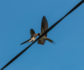 show of love or feeding the children?