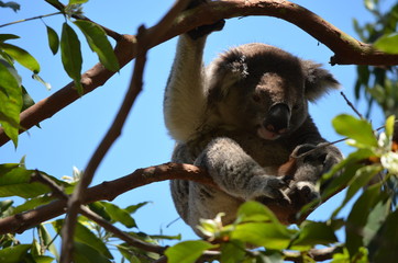Koala 