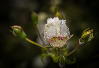 the white rose at sunset after the rain