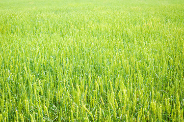 wheat field