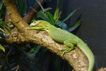 lizard green tree couched