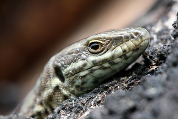 lizard head macro watching tree small