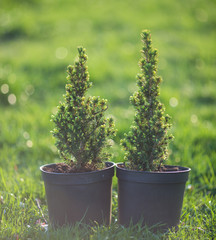 Cypress. Pine in a pot on the green grass