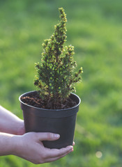 Cypress. Pine in a pot in the hands