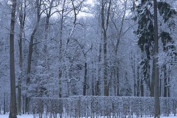 Covered with snow trees and ground in the park, beautiful alley with miracle mist