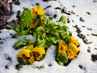 Flowers under early snow