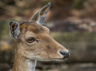 Aufmerksames Reh 