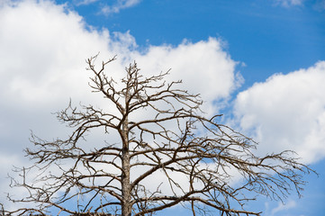 dead tree