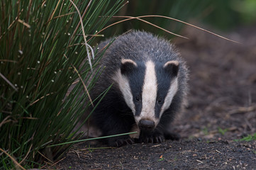 Obraz premium Badger (Meles meles)/Badger emerging from sett in thick bracken
