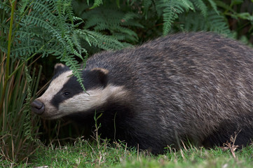 Badger (Meles meles)/Badger emerging from sett in thick bracken