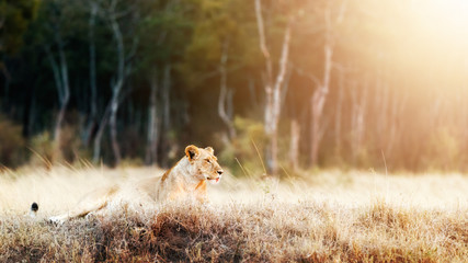 Lioness in Morning Sunlight After Breakfast