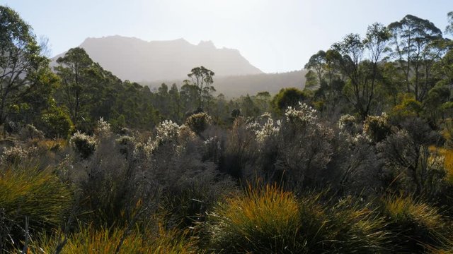 a high key shot of the late afternoon sun dropping towards mt ossa backlighting trees and shrubs in the cradle mountain national park