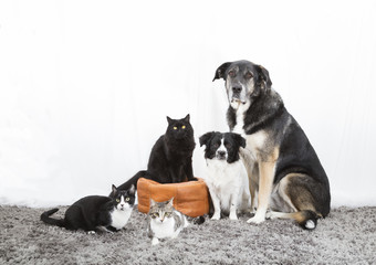 Family animal adopted