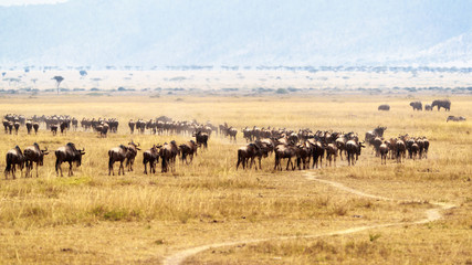 Naklejka na ściany i meble Wildebeest Herd in Kenya Masai Mara