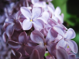 Pink Lilac