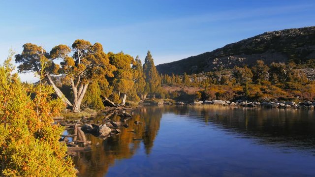 a copse of pencil pines on the shore of pine lake near miena, tas