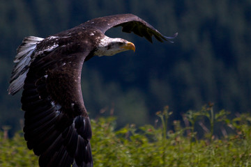 Bald Eagle in Flight