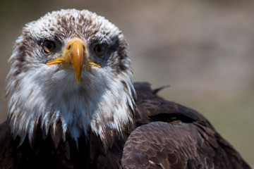 Eagle Eyes