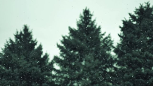 Evergreen with Snowfall Background