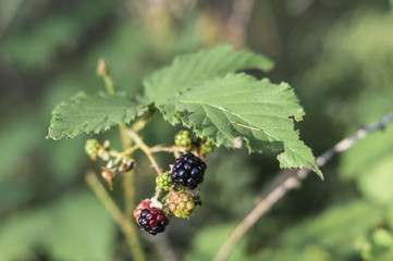 fresh black ripe blackberries